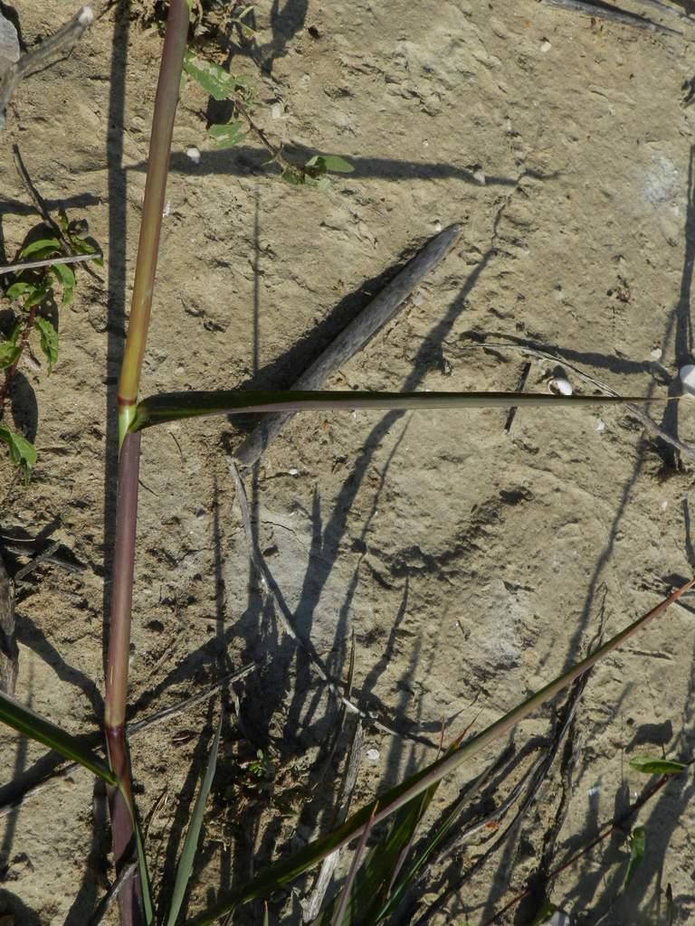 Echinochloa crus-galli / Giavone comune